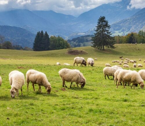 Sheep grazing on a field