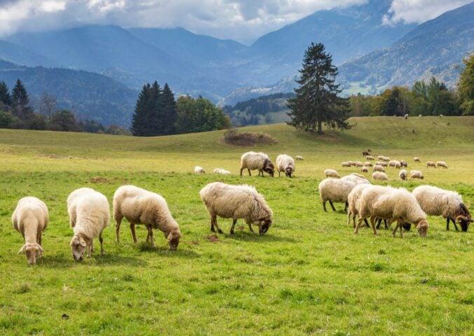 Sheep grazing on a field