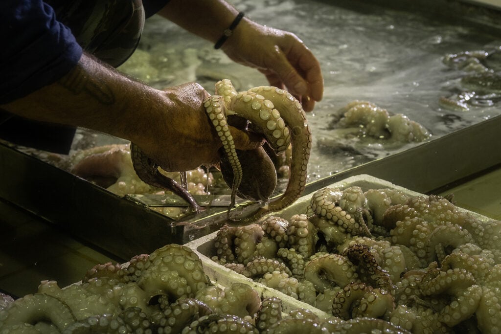 Octopuses being processed before being sold for food