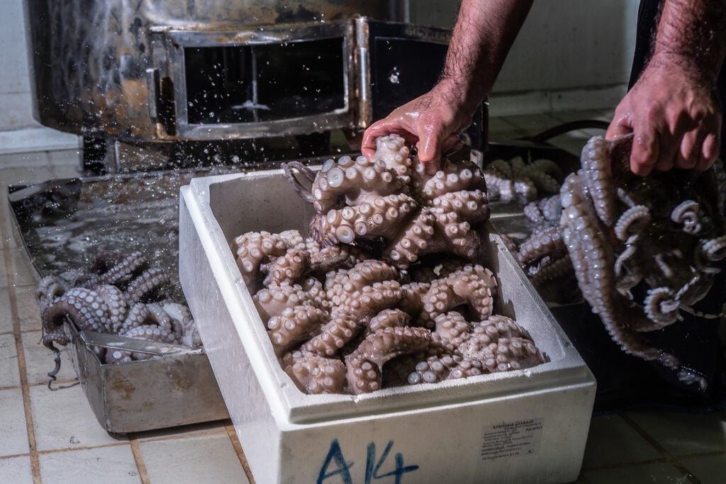 Dead octopuses being "processed" for food