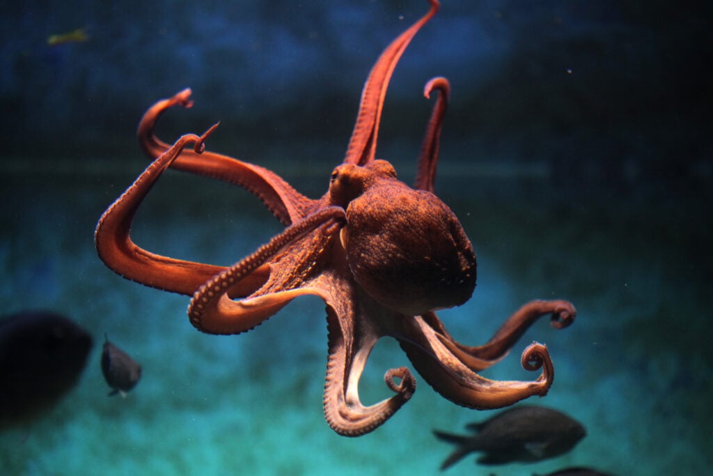 A wild octopus in the ocean