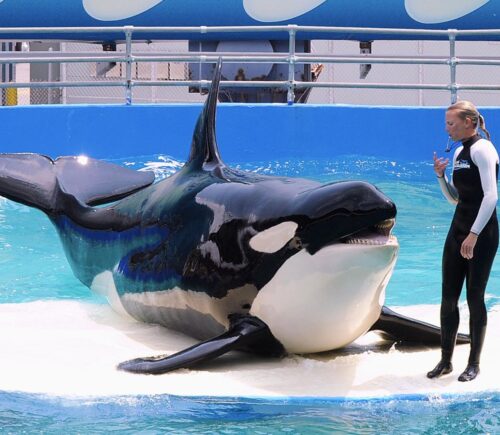 Lolita the orca, who recently died, performing tricks at Miami Seaquarium
