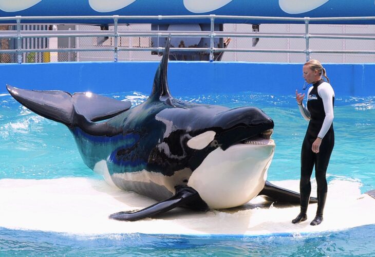Lolita the orca, who recently died, performing tricks at Miami Seaquarium