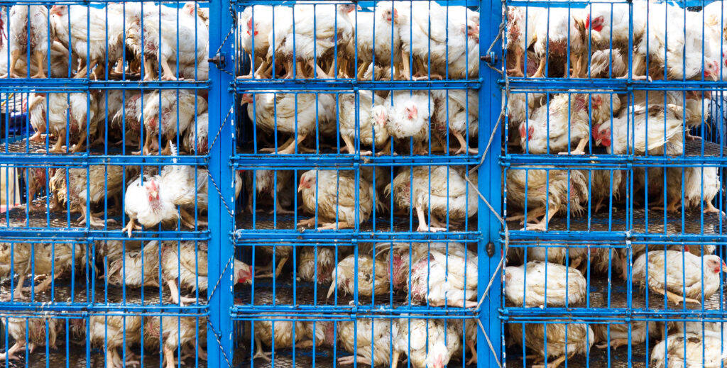 Caged chickens on a transport truck