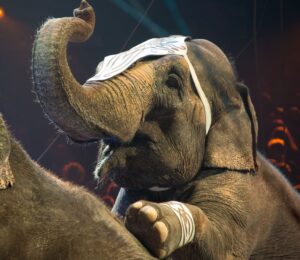 Abused elephants being forced to perform at a circus