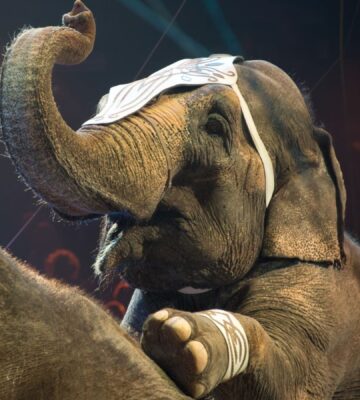 Abused elephants being forced to perform at a circus