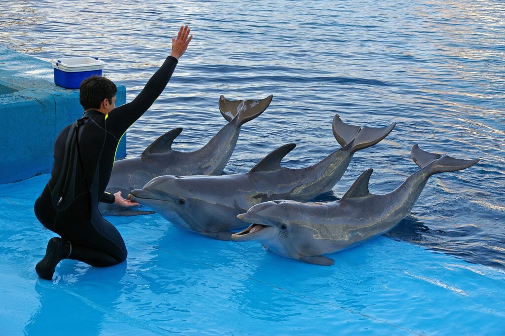 A dolphin show at a marine park