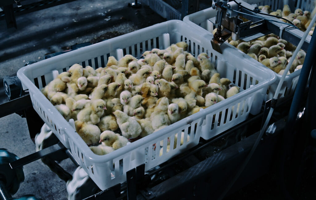 A number of chicks crammed in a bucket, a normal process in the US chicken industry