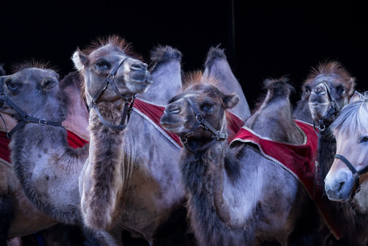 Camels used as animal performers in a circus