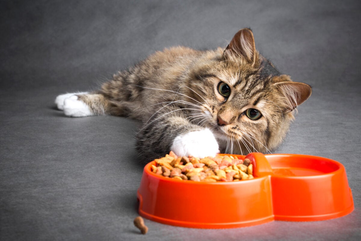 A cat eating a bowl of vegan cat food