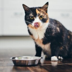 A cat eating a plant-based meal out a bowl