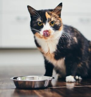 A cat eating a plant-based meal out a bowl