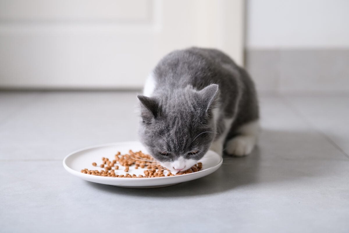 A cat eating a bowl of cat food
