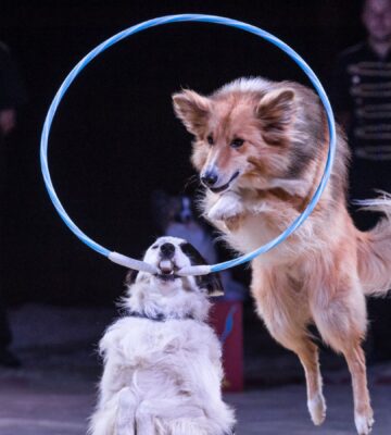 Two dogs performing at a circus. One is holding a hoop in their mouth, and the other is jumping through it