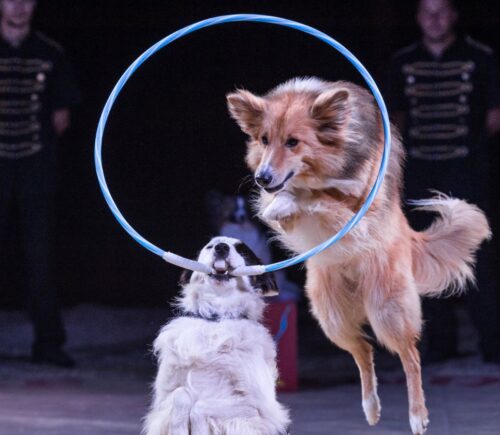 Two dogs performing at a circus. One is holding a hoop in their mouth, and the other is jumping through it