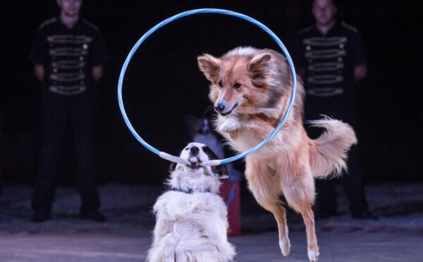 Two dogs performing at a circus. One is holding a hoop in their mouth, and the other is jumping through it