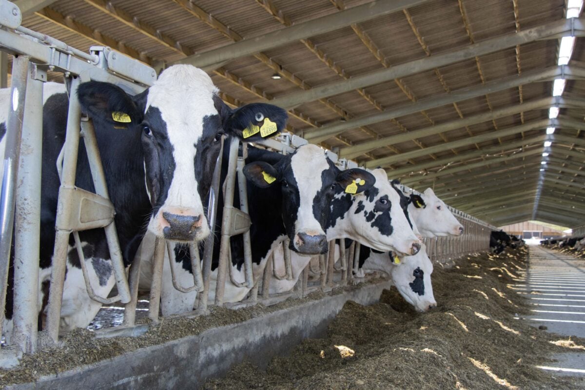 Dairy cows on a UK factory farm