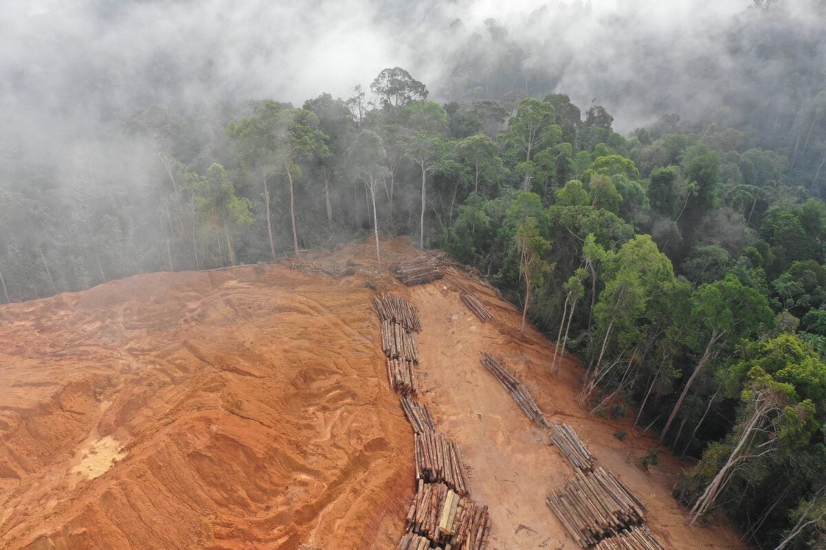 Amazon deforestation, one of the causes of which is collagen production