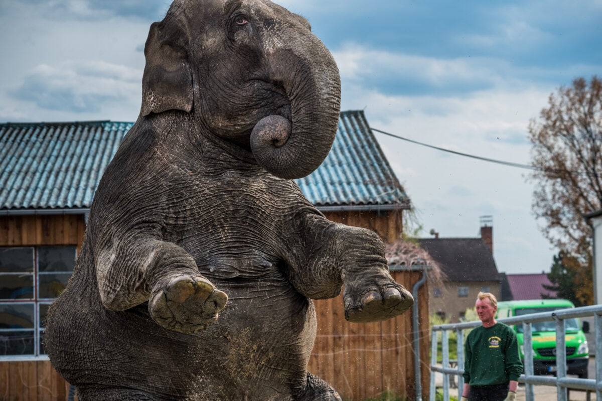 An elephant being exploited at a circus