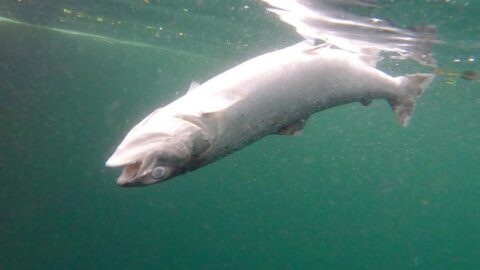 Farmed Salmon 'Plagued' With Sea Lice And Jellyfish During Summer Heatwave