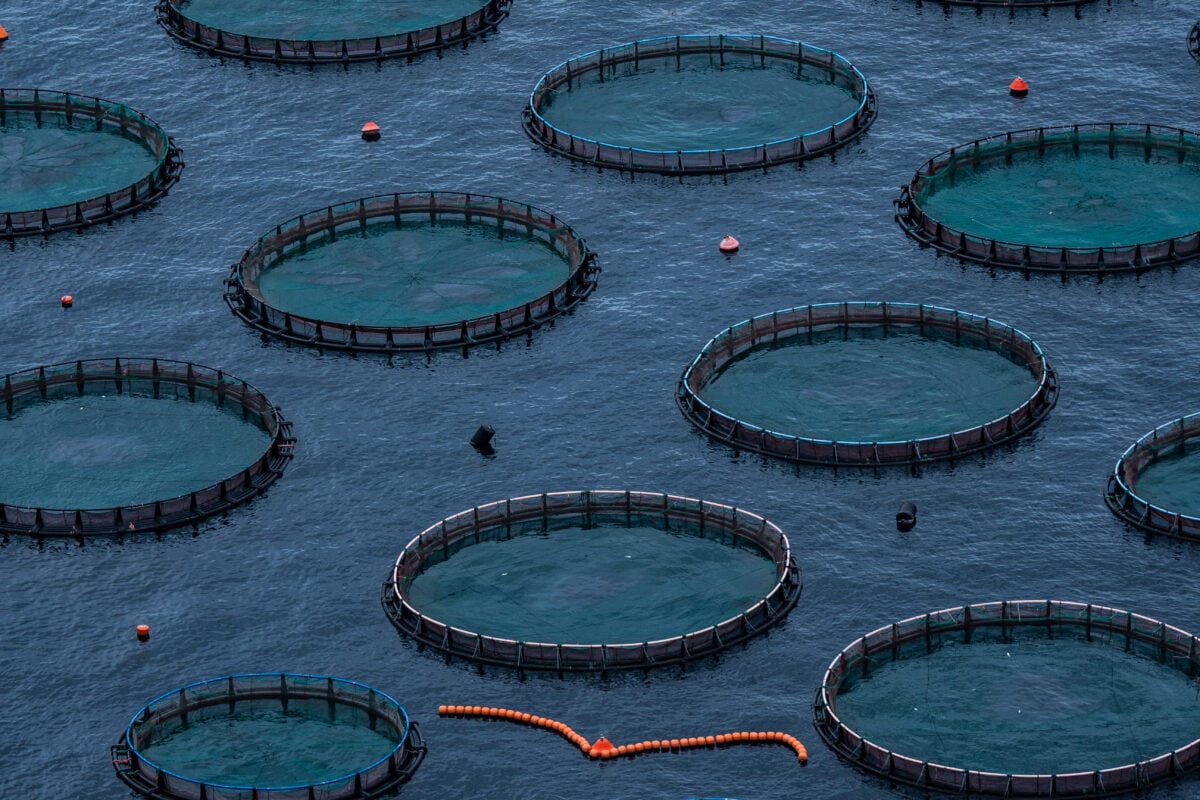 Circular barren tanks in a fish farm located in the sea