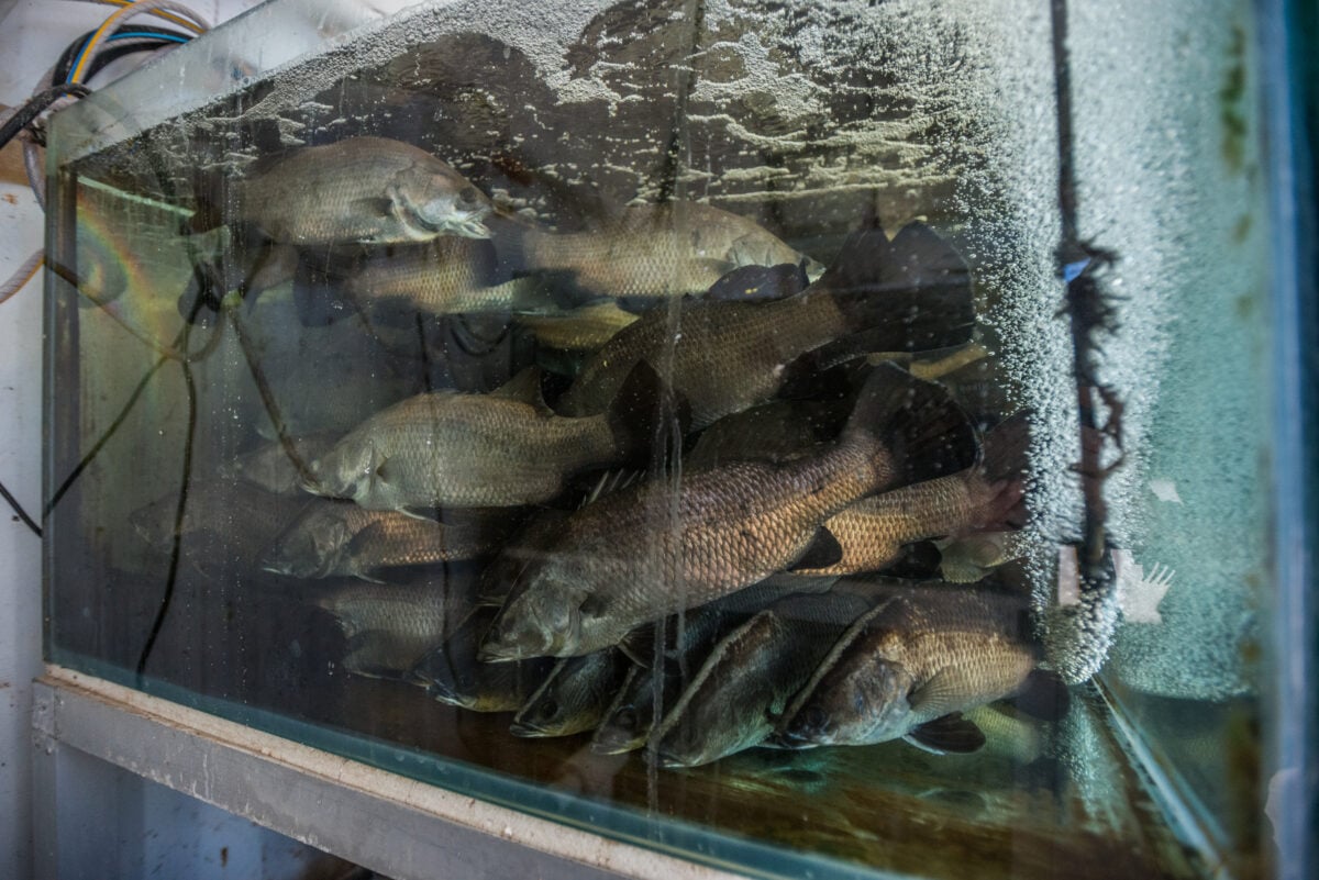 Fishes crammed together in a fish farm tank