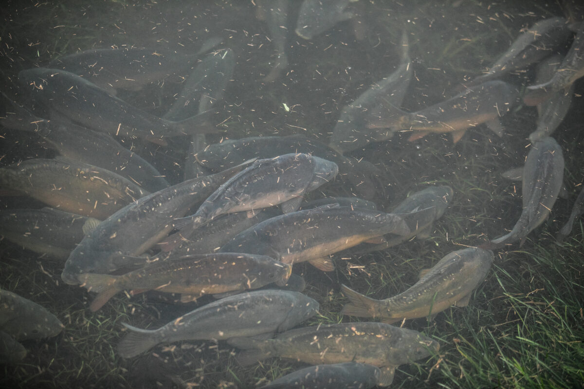 Fish crammed together in dirty and murky water on a fish farm