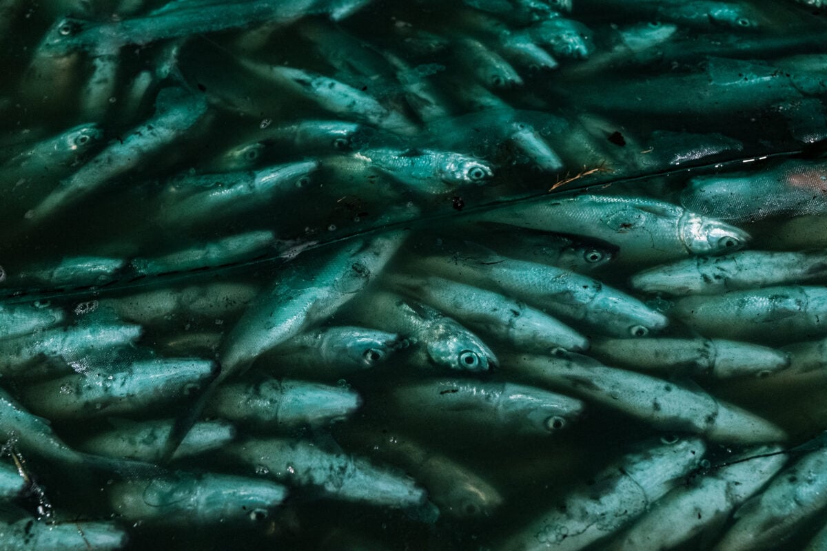 Fishes crammed together in a fish farm