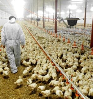 A man in a hazmat suit walking through a sea of yellow chickens in a large, brightly-lit, intensive chicken farm