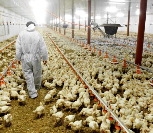 A man in a hazmat suit walking through a sea of yellow chickens in a large, brightly-lit, intensive chicken farm