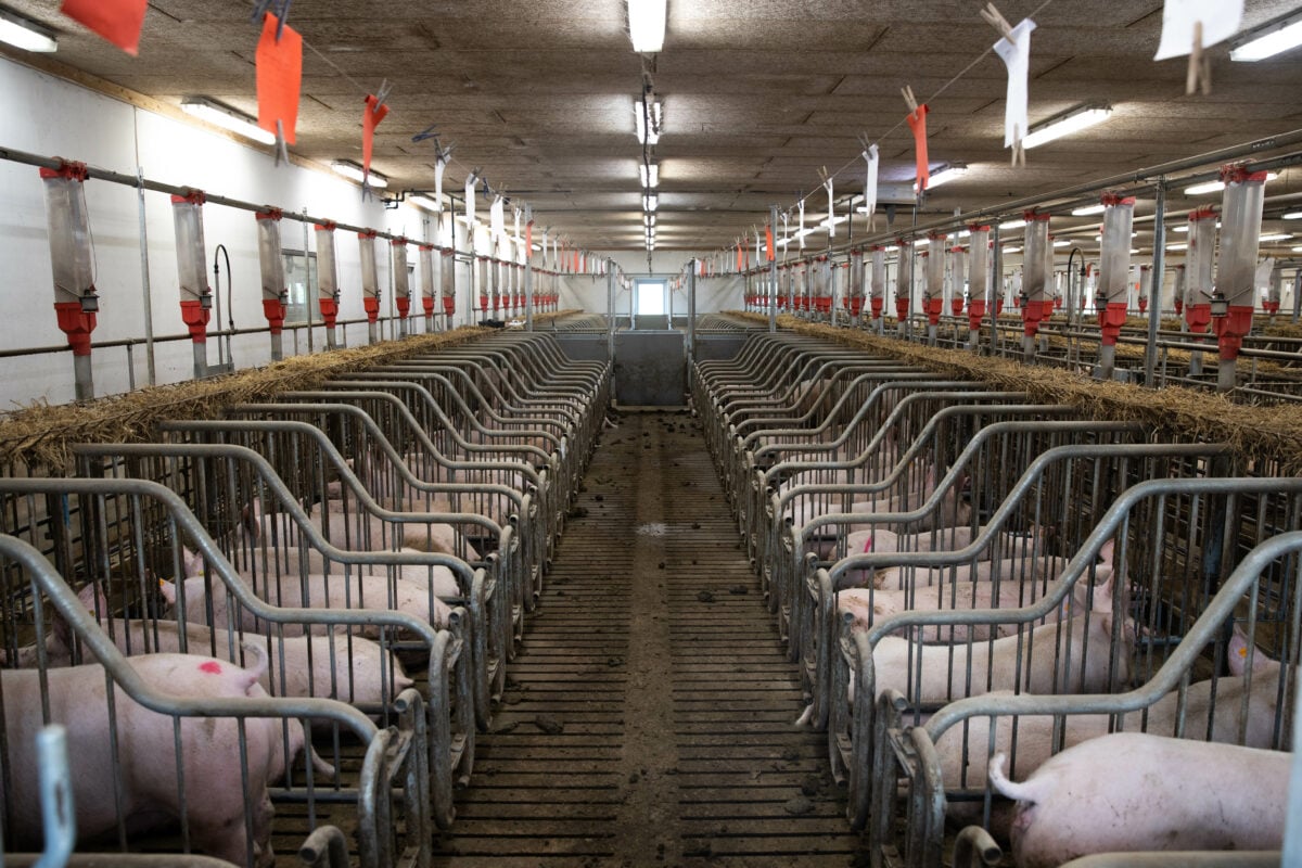 Pigs on an intensive farm