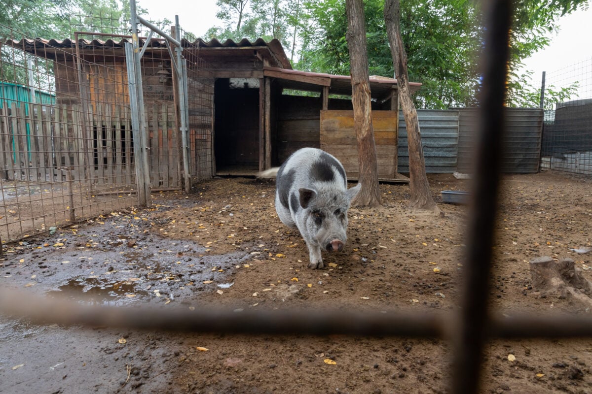 A pig who was killed at an Italian sanctuary