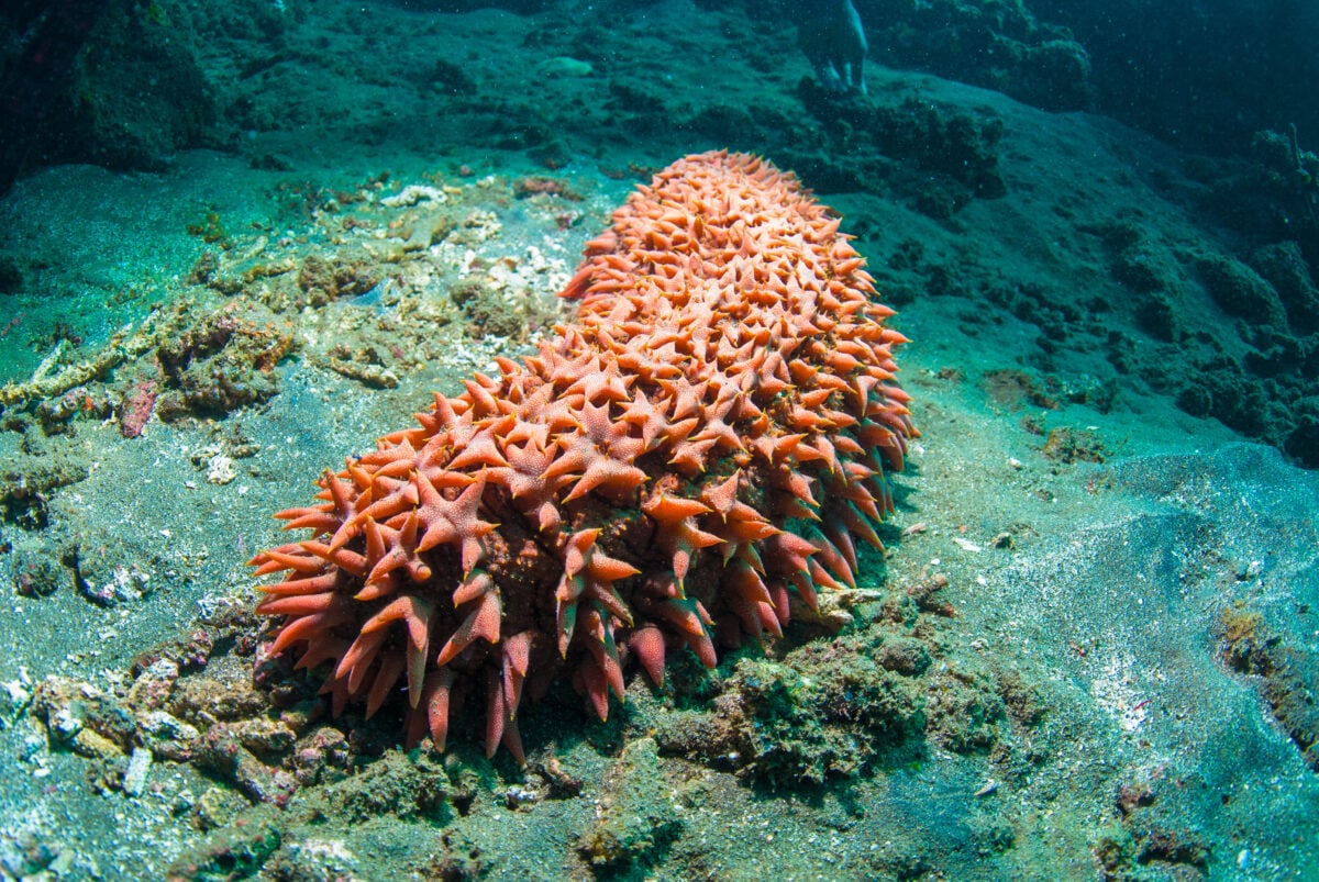A sea cucumber, a species of which is being used in collagen production