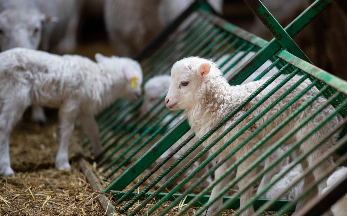 A lamb in a cage on a sheep / wool farm