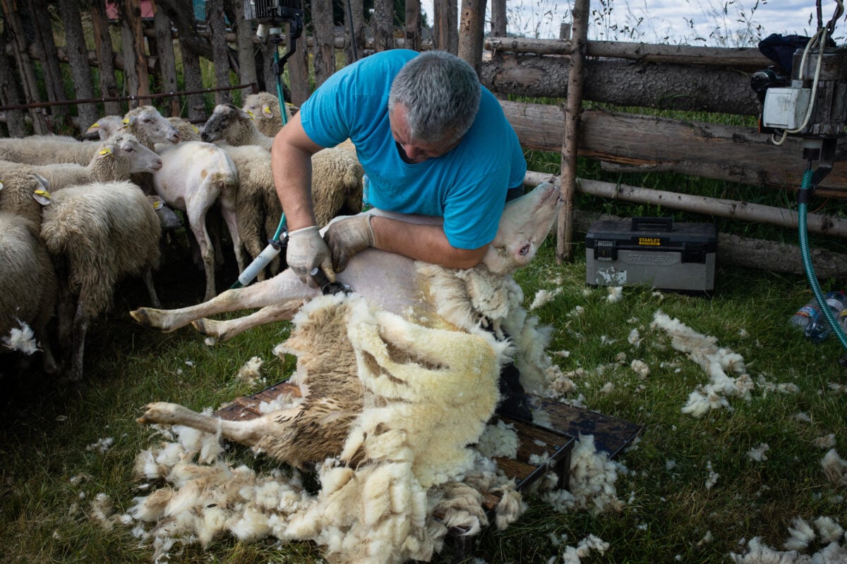 A sheep being shorn for wool, which is often considered to be painful