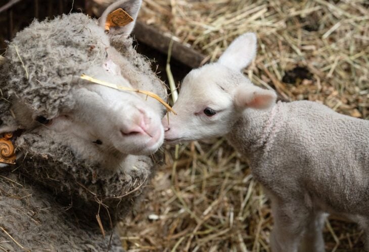A lamb and their mom on a sheep / wool farm