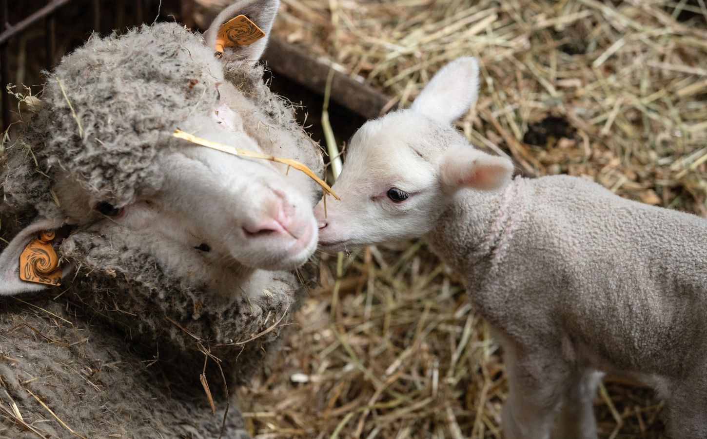 A lamb and their mom on a sheep / wool farm