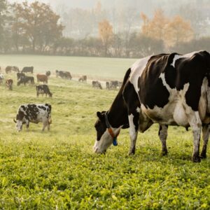 A cow grazing on a field in Switzerland, a country where meat consumption is high