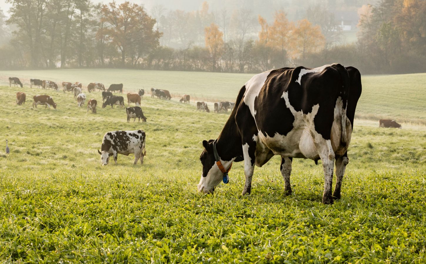 A cow grazing on a field in Switzerland, a country where meat consumption is high