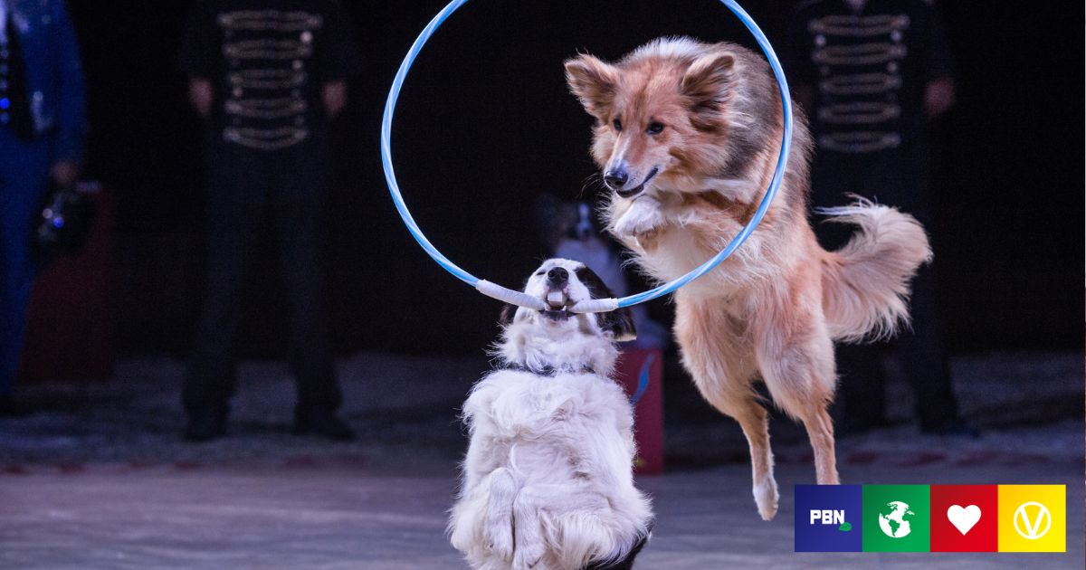 Do vegetarians go to the circus?  What to know about ‘circus animals’