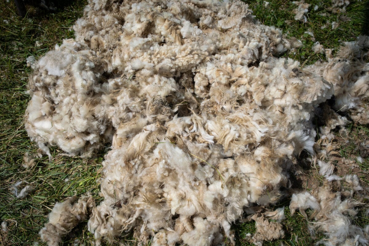 Wool recently shorn from a sheep - sheep shearing is often considered to be a painful process