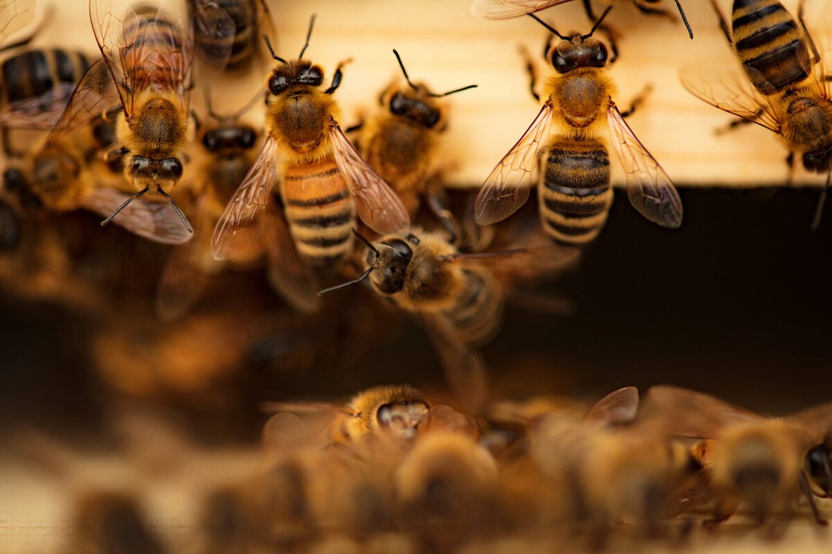 Bees, who are migrated and used in the production of certain fruits, including avocados