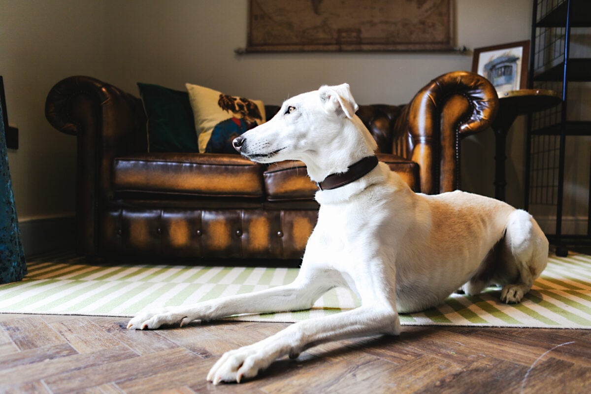 dog in Beck Hall hotel