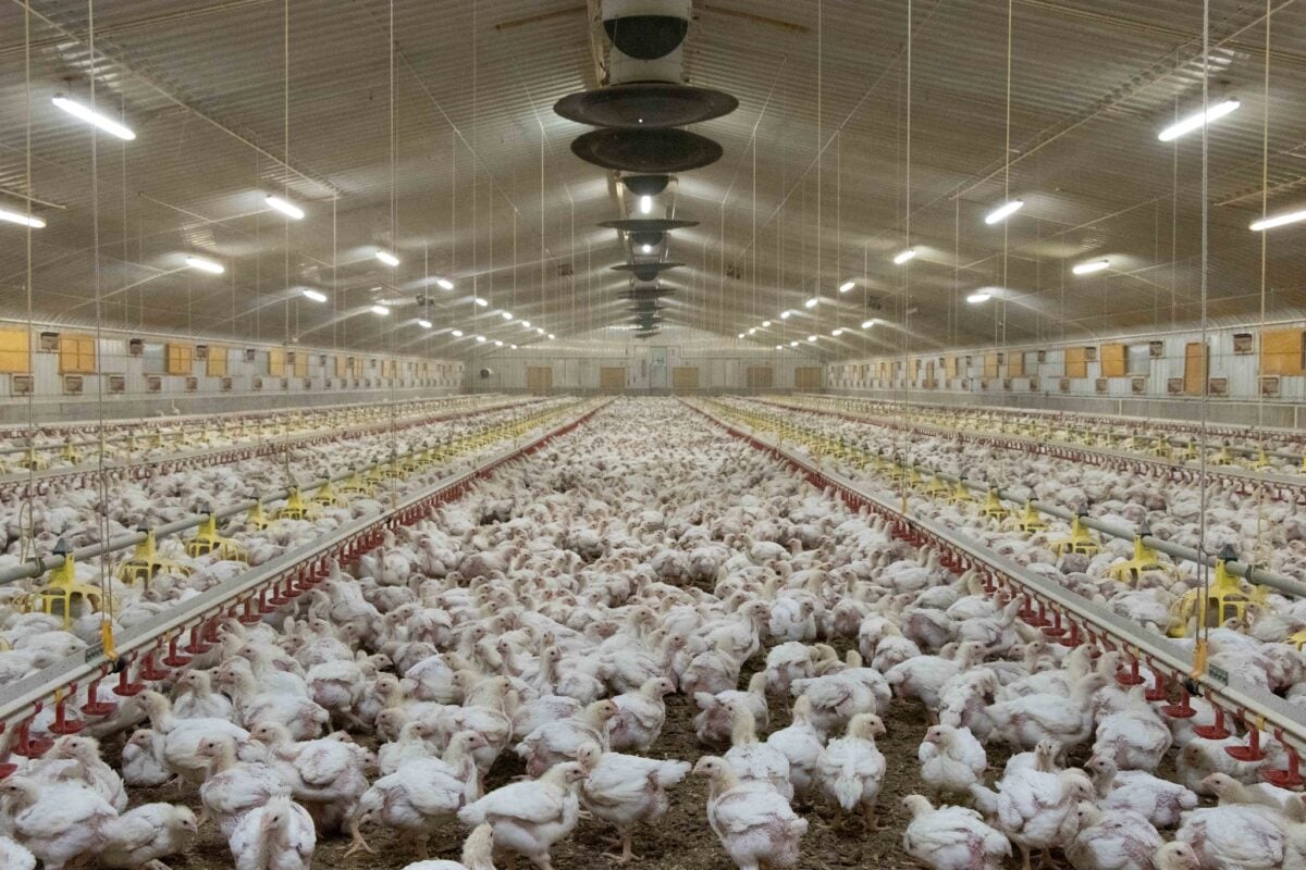 A UK broiler chicken factory farm