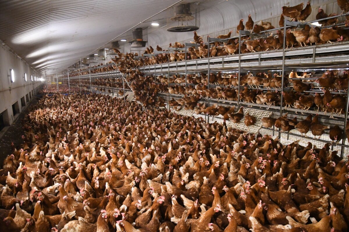 Chickens in a "free-range" farms. The photo shows hens in a cramped barn surrounded by many others