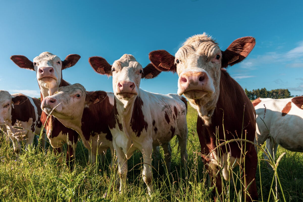 Cows, which have a major impact as meat on the climate crisis, in a field