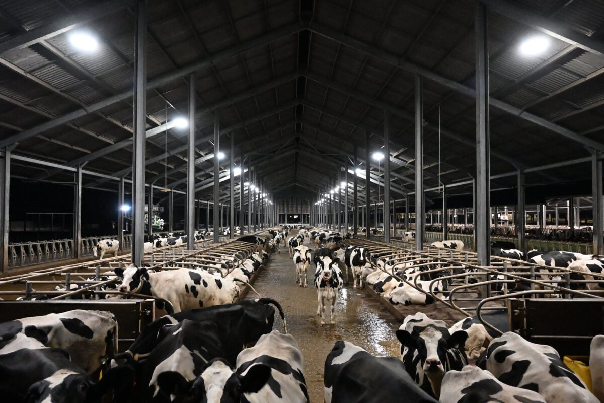 Cows in a UK factory farm
