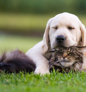 A dog and a cat cuddling on a green lawn
