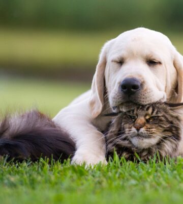 A dog and a cat cuddling on a green lawn