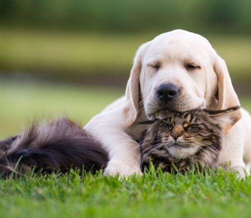 A dog and a cat cuddling on a green lawn
